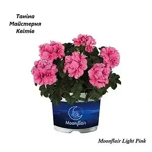 Пеларгонія ампельна рожевого кольору Moonflair Light Pink (касетна розсада)