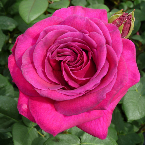 Троянда чайно-гібридна Біг Перпл