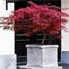 Клен пальмолистий 'Фаєркракер' PBR (Acer palmatum 'Firecracker' PBR) 140-170/25-40 С5