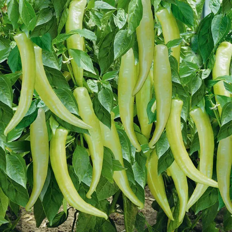 ПЕРЕЦЬ ГІРКИЙ ES 8716 250Н