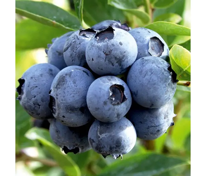 Лохина Нельсон