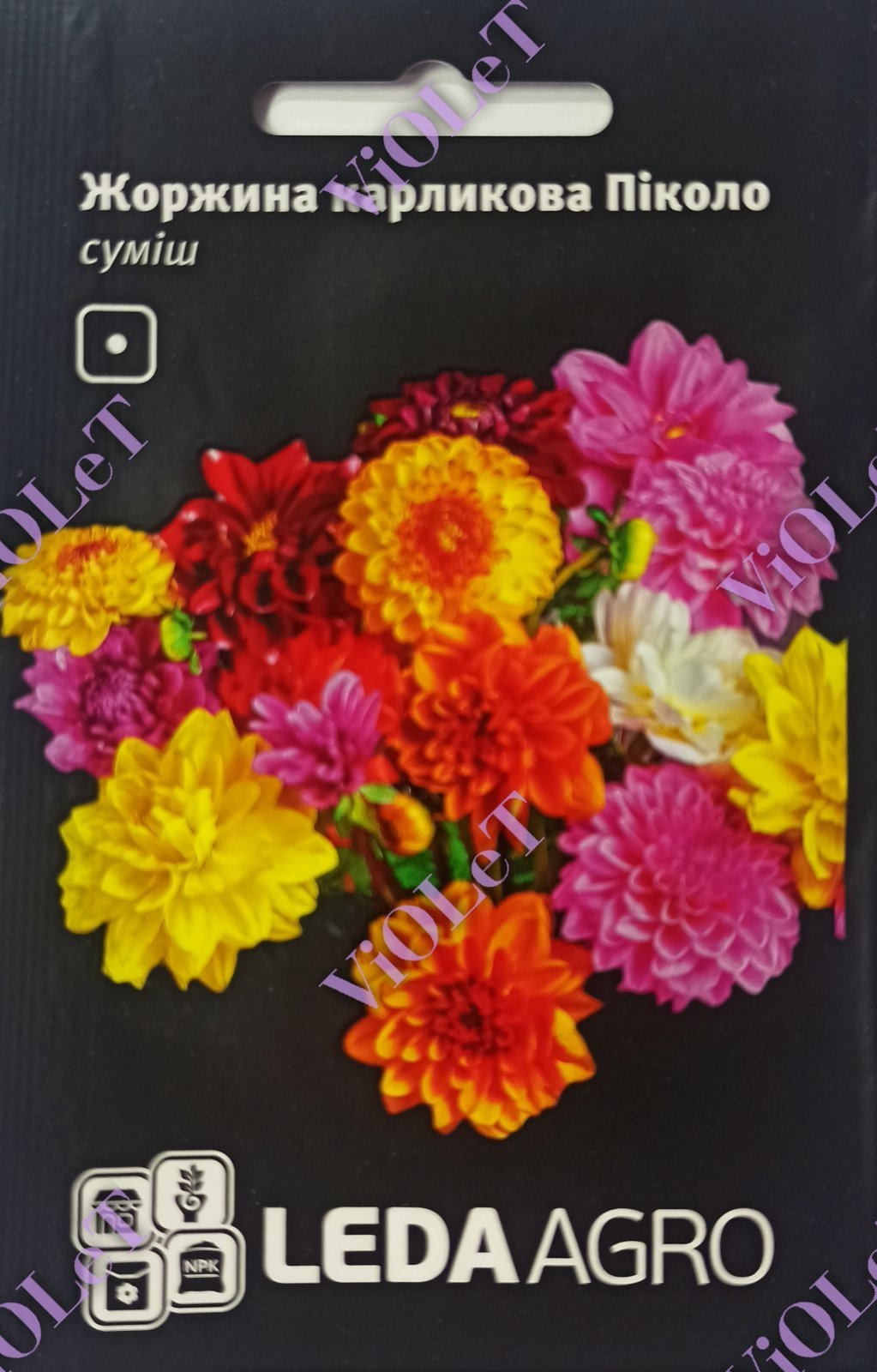 Жоржина карликова Піколо, 0,2 г, LedaAgro