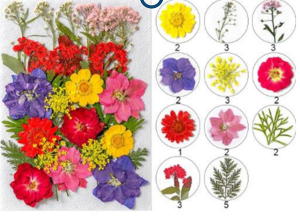 Mixed Pressed Flower ( 28 pcs pack )
