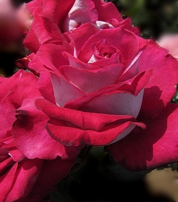 🌹 Троянда "Big Trio" (Привита на штамбі)