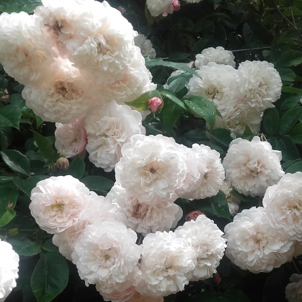 Феліціте ет Перпетуе — Felicite et Perpetue