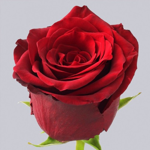 Троянда чайно-гібридна Експлорер