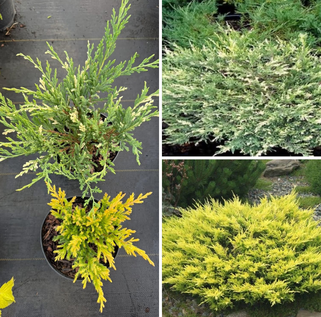 Набір компактних ялівців лайм глоу і Андора