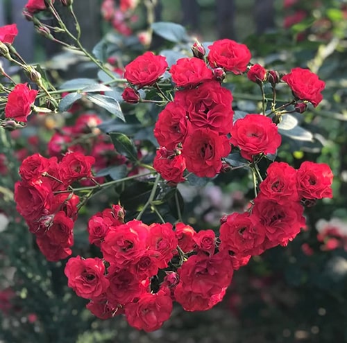 Скарлет Мейяндекор (Scarlett Meillandecor)