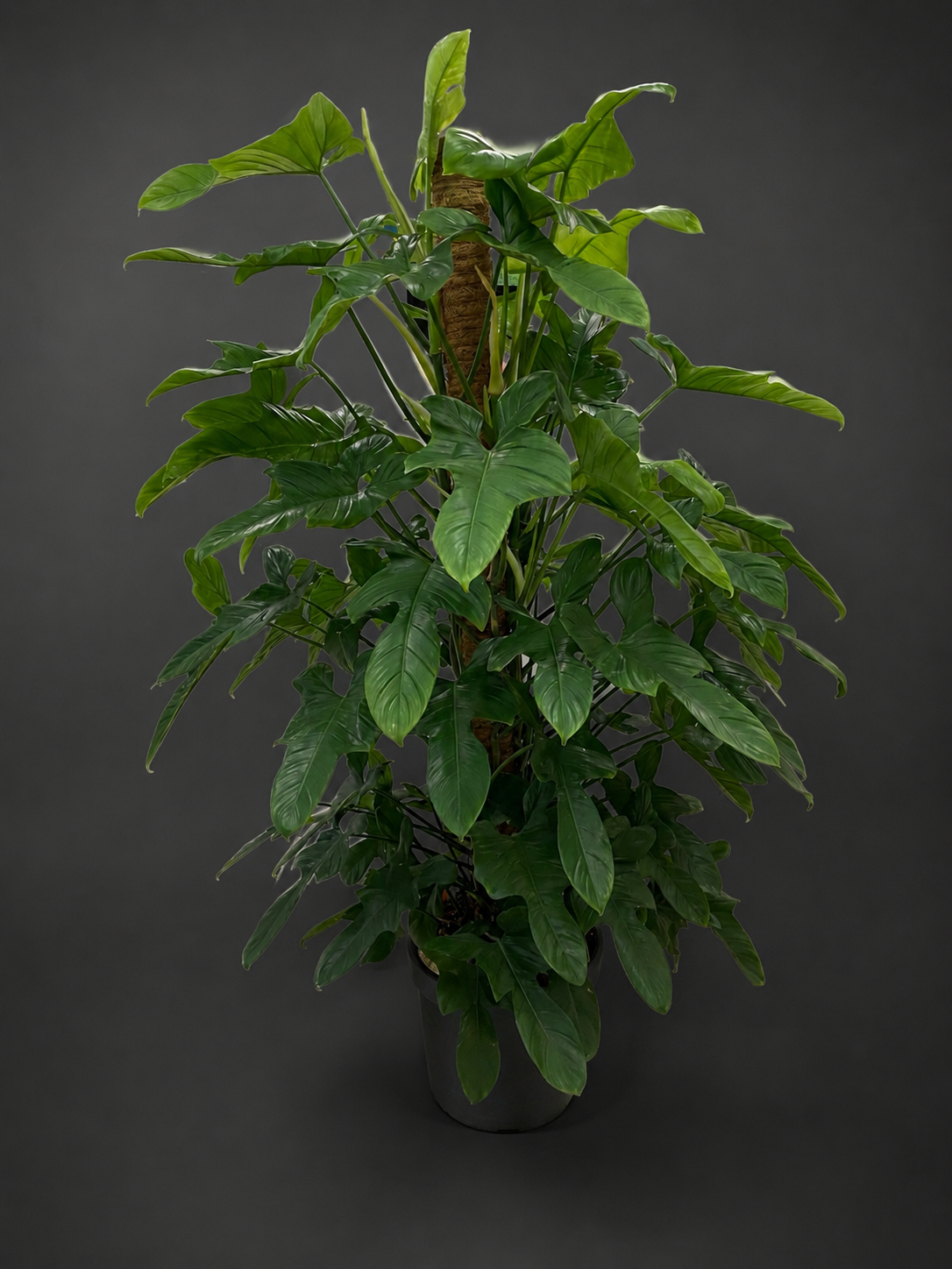 Phalodendron Bipennifolium 1,90 cm 