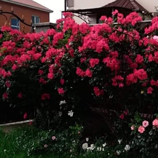 Робуста — Robusta (ругоза)