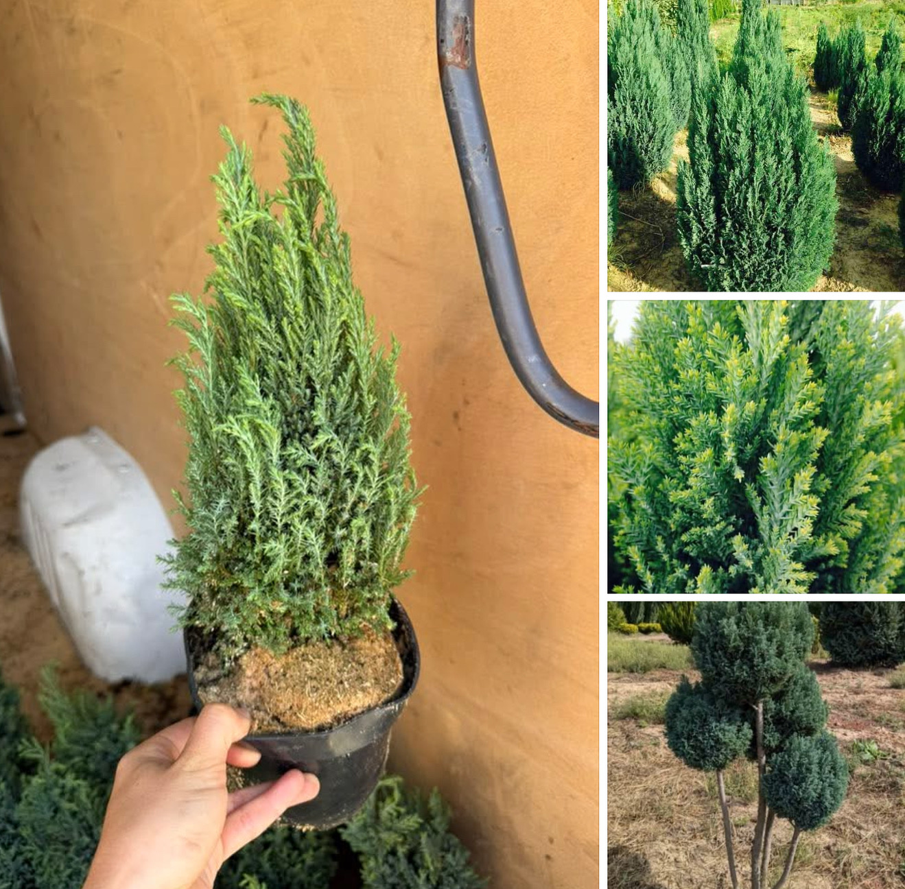 Кипарисовик елвуді