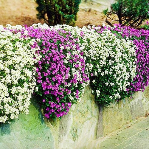 Обрієта White ( в горщику )