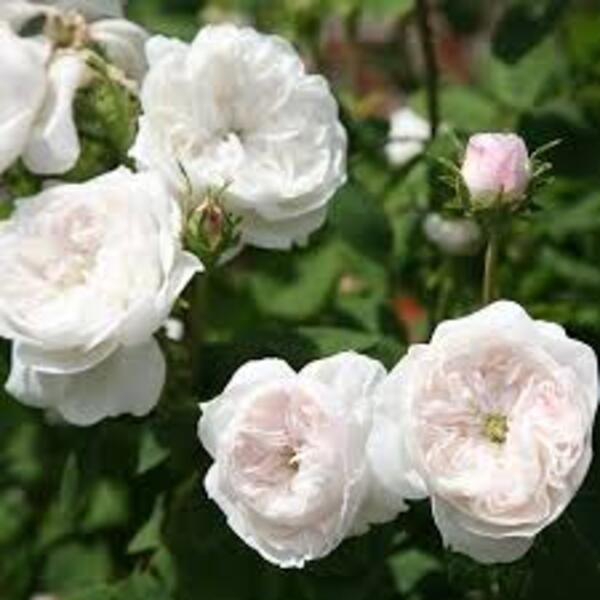 Мадам Арді — Mme Hardy (дамаська)