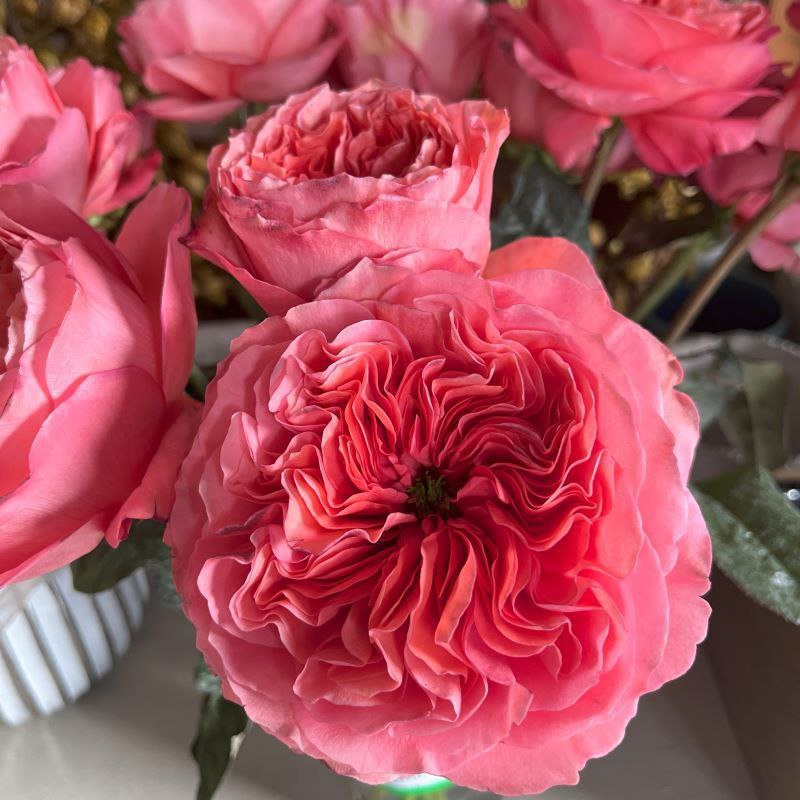 Кенді Експрешн (Candy X-Pression)