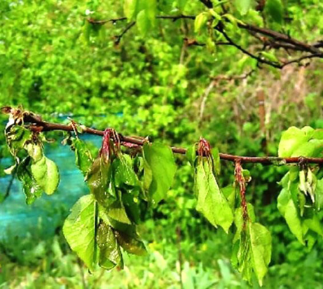 Фітопатологія для початківців