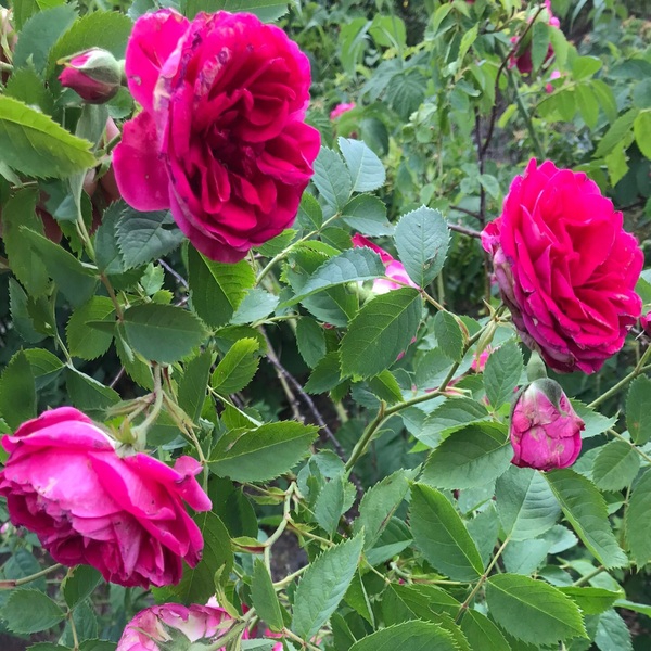 Каховка — Kakhovka