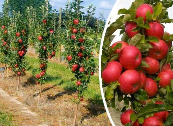 Колоновидна яблуня Баргузін