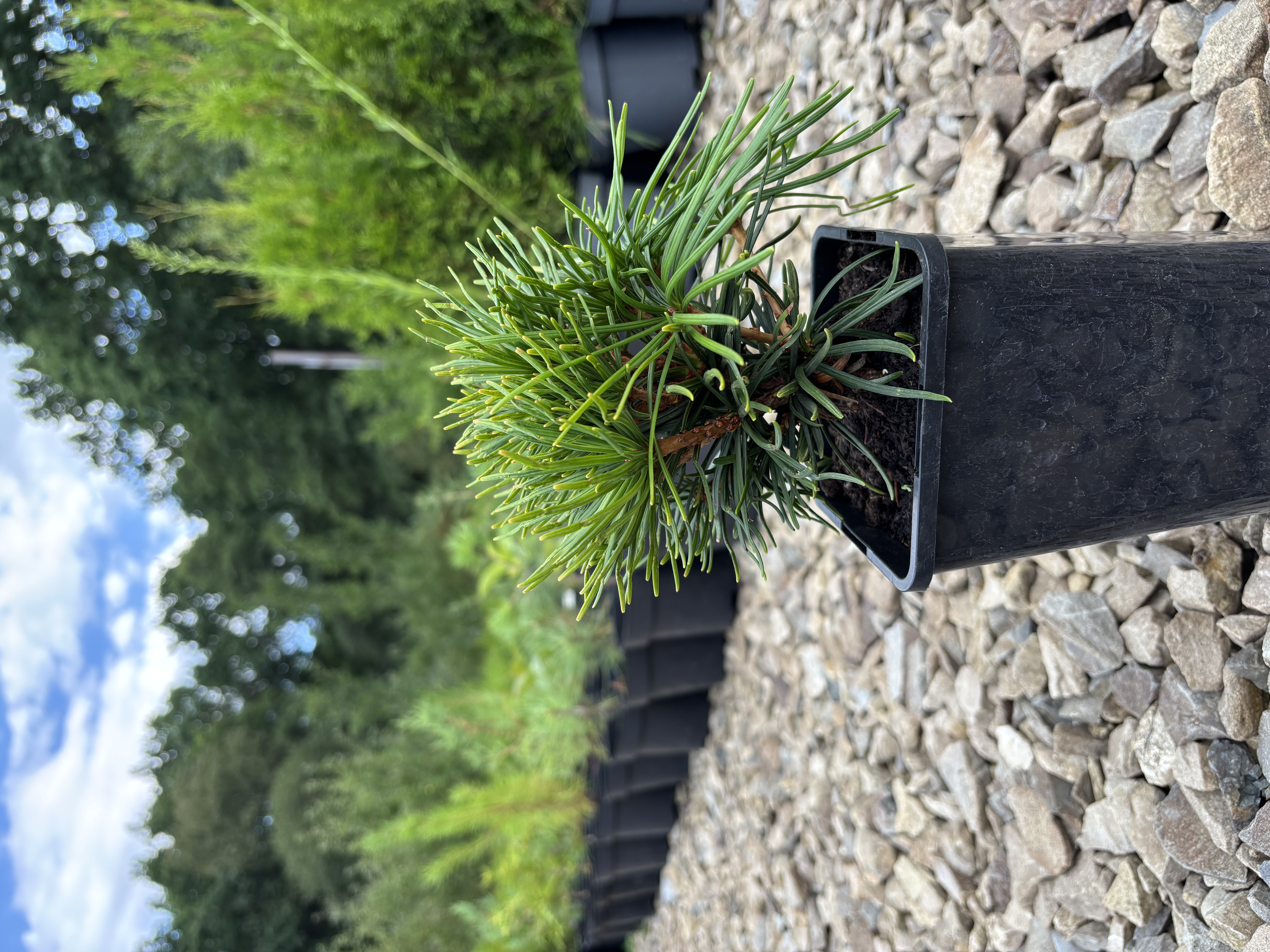 Сціадопітіс мутовчастий