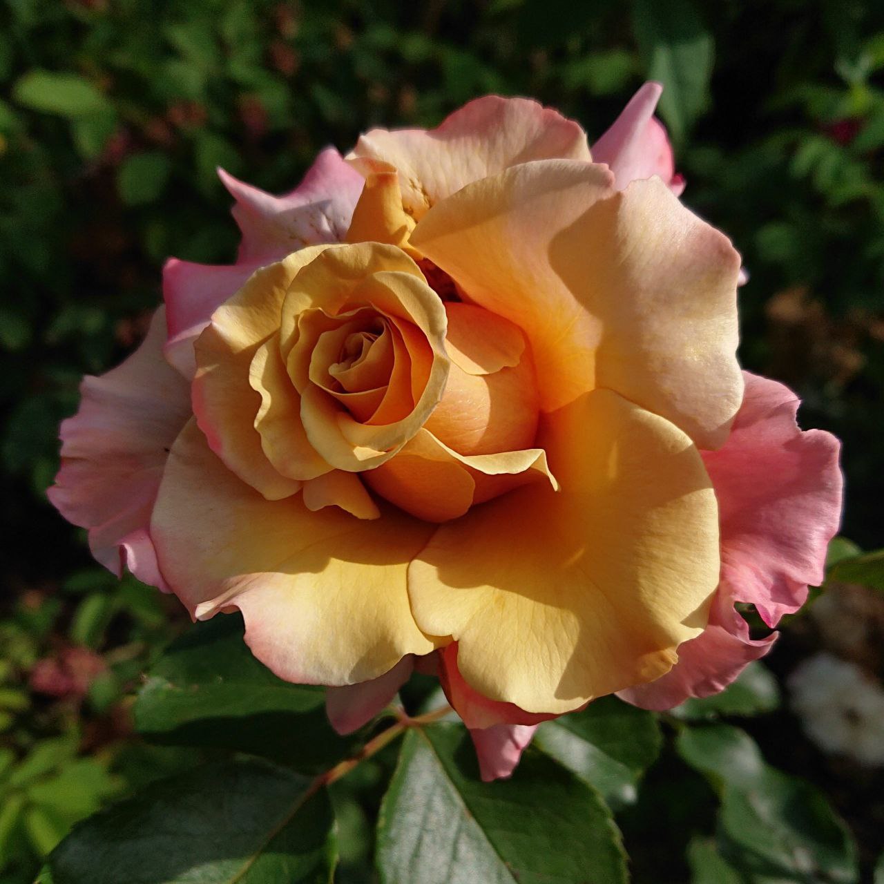 Меджик Момент (Magic Moment)