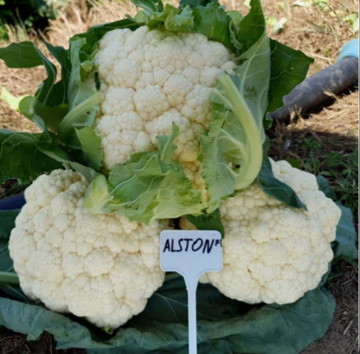 Капуста цвітна Алстон F1 SG (20 н.)