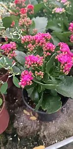 Каланхое рожевого кольору (в горщику р.12)