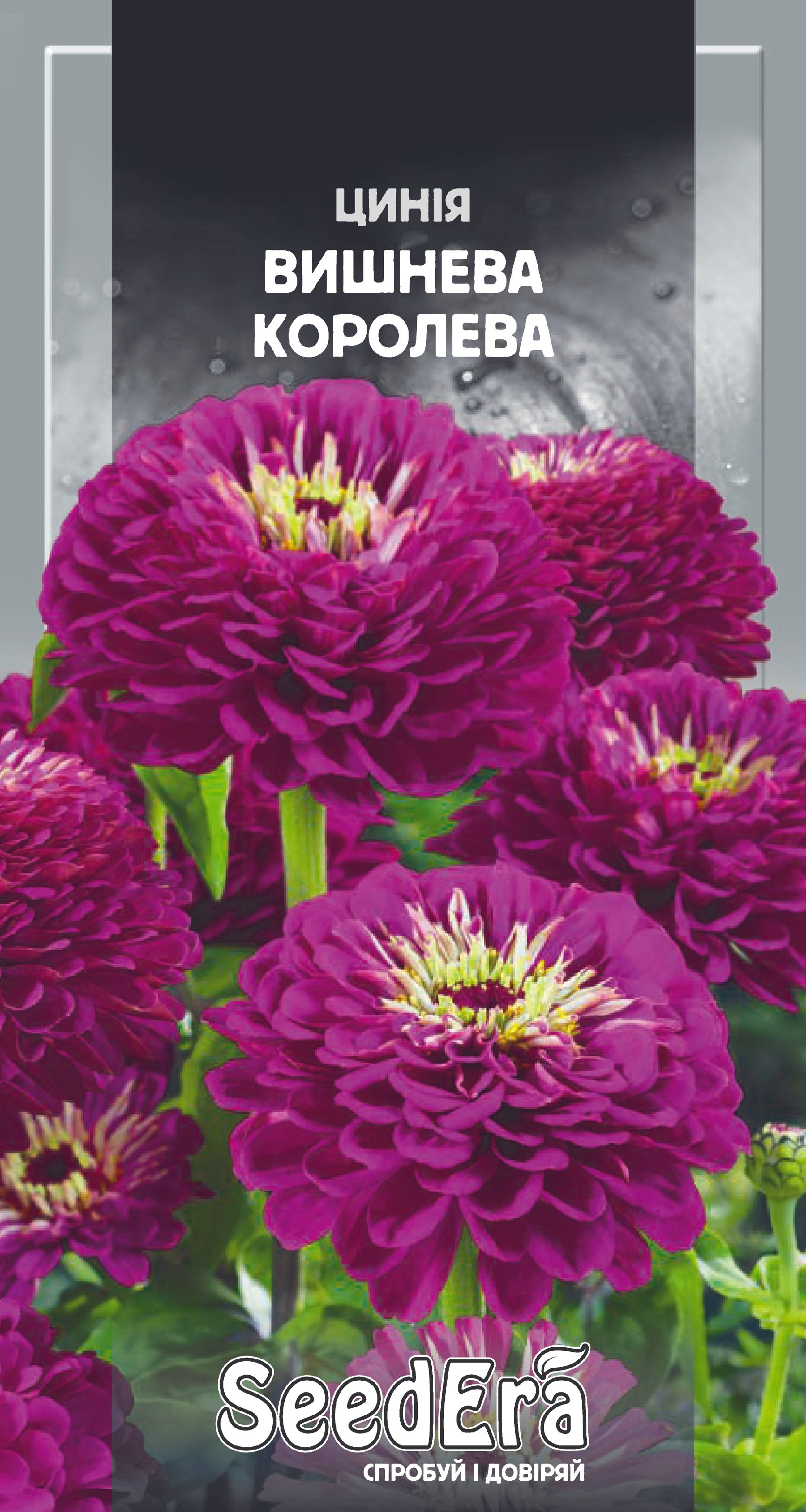 Насіння Квіти Цинія високоросла елегантна Вишнева королева, 0,5 г