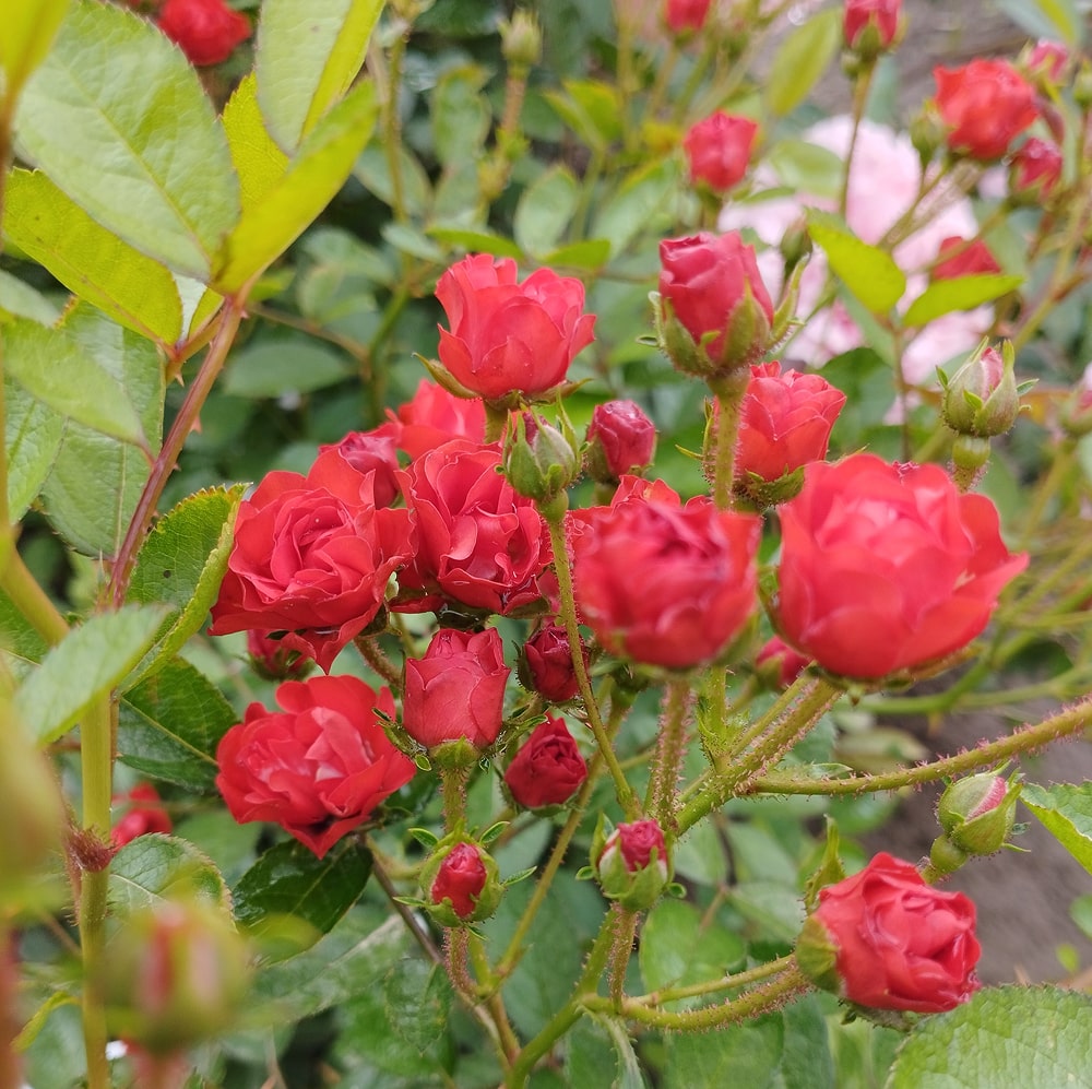 Анічка (Anichka)