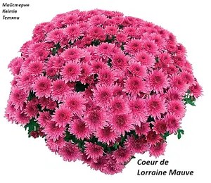 Хризантема Мультифлора Coeur de Lorraine Mauve (касетна розсада).