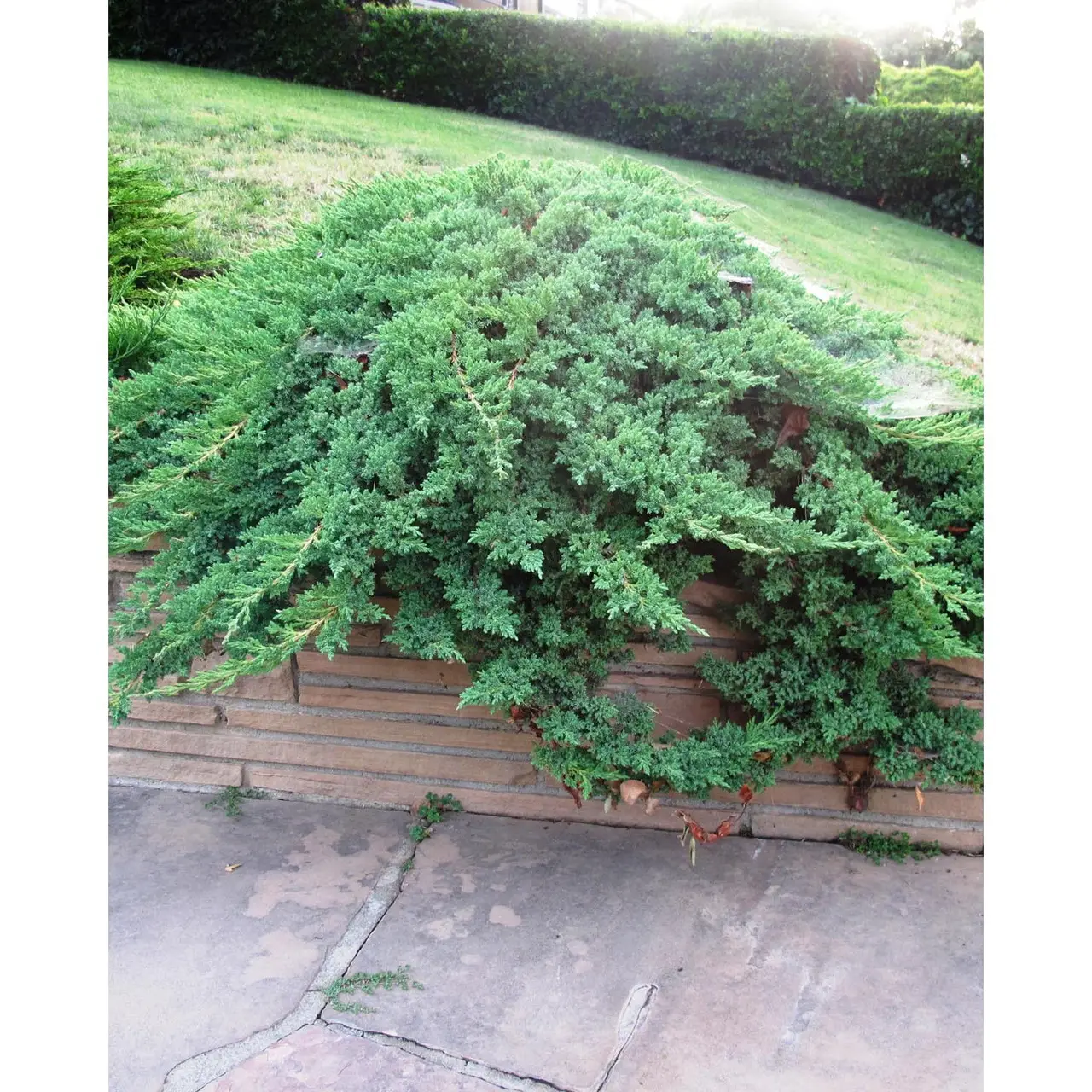 🌿 Ялівець 'Procumbens Nana' (Juniperus horizontalis 'Procumbens Nana') в касеті