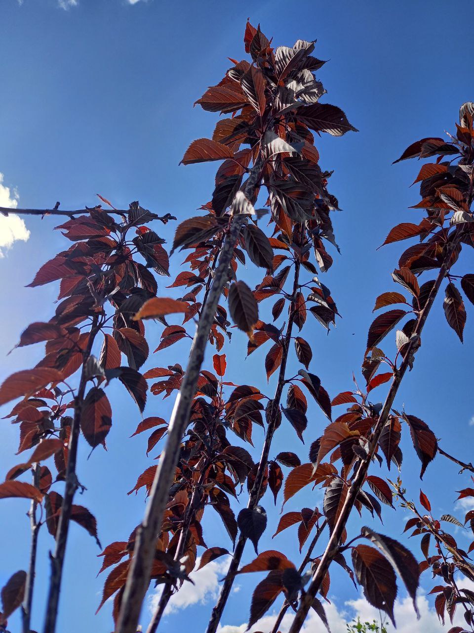 Сакура дрібнопильчаста "Royal Burgundy"
