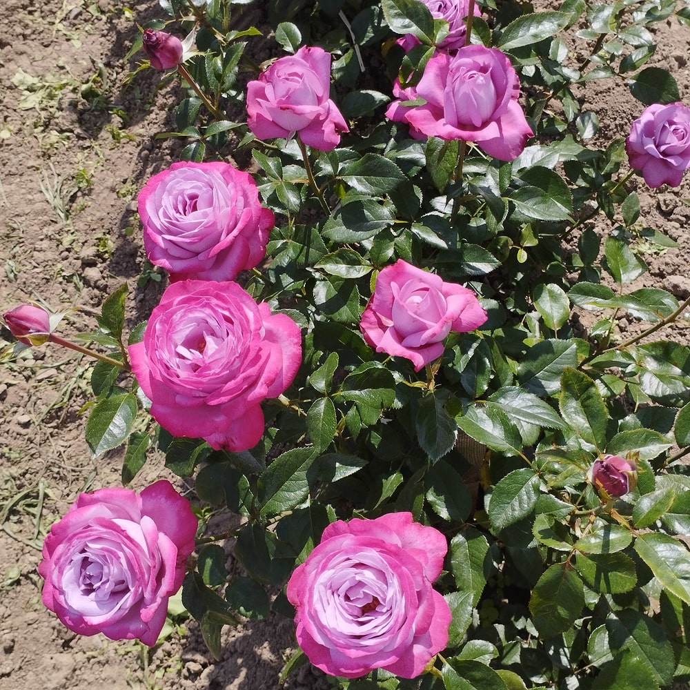 Блю Рівер (Blue River)