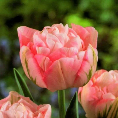 Тюльпан Махровий + Багатоквітковий Peach Blossom