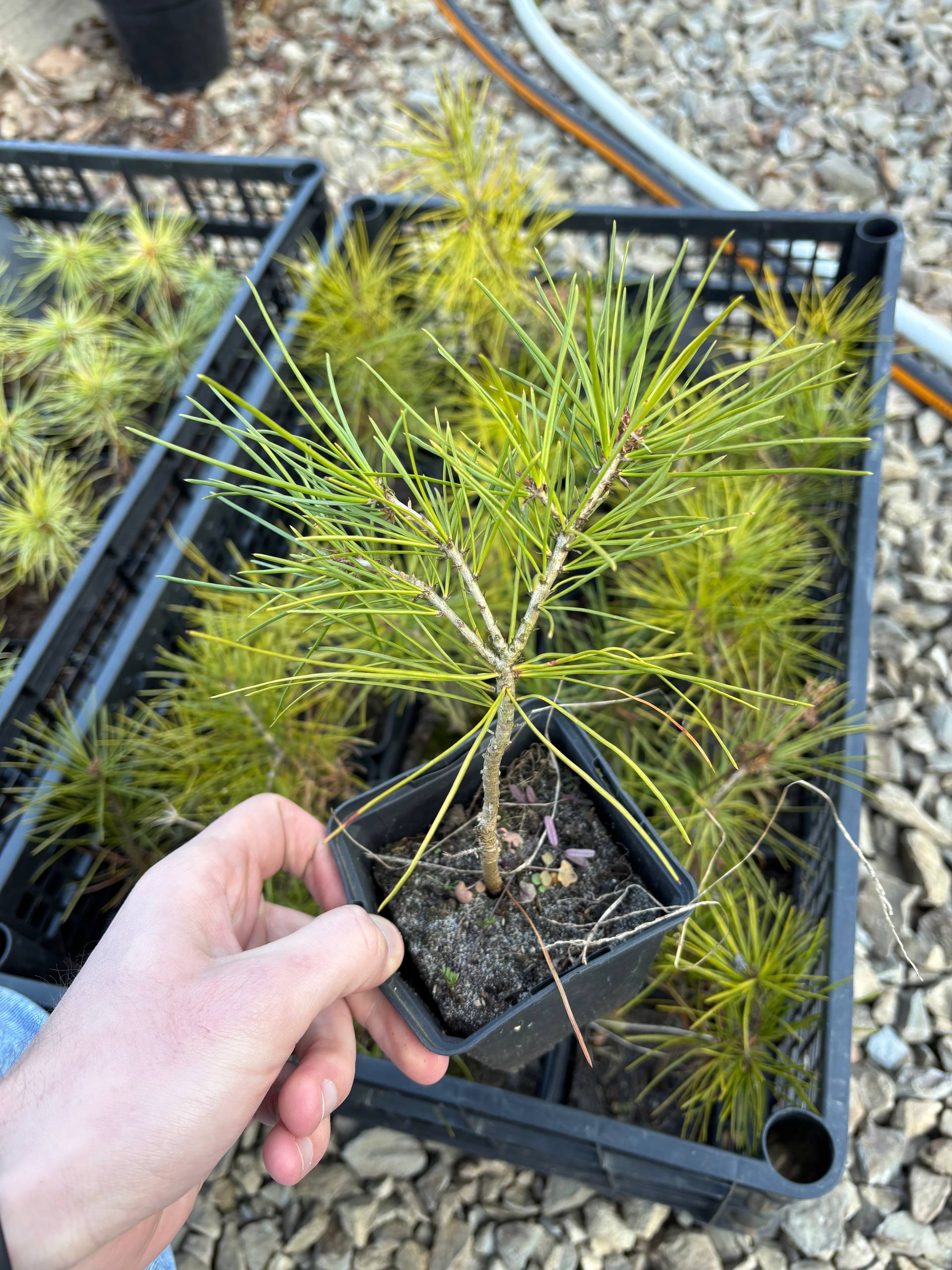 Сосна Бунге (Pinus bungeana)