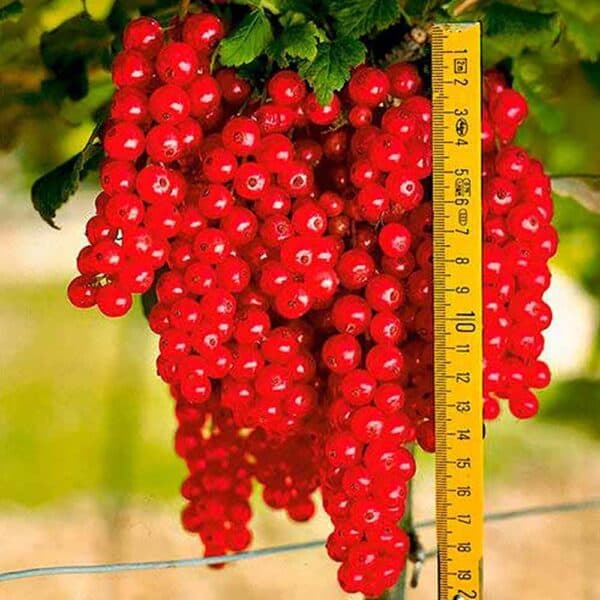 Порічка Ровада