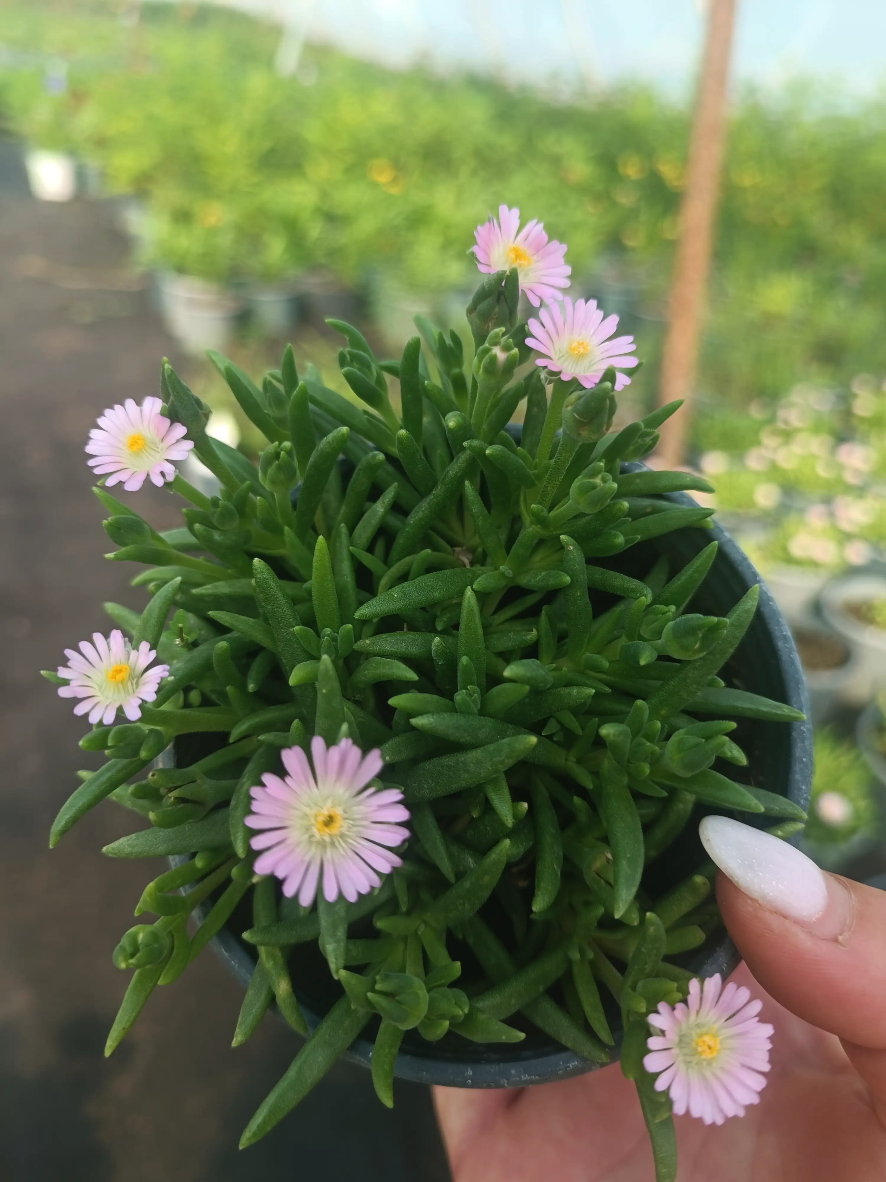 Делосперма Jewel of Desert Amethyst в горщику р.10