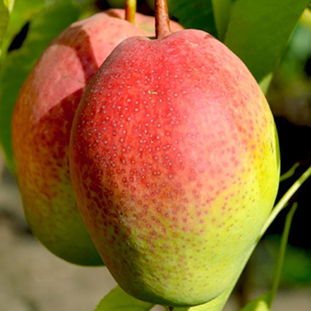 Груша Киргизка