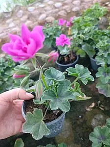 Пеларгонія ампельна Moonflair Amethyst (в горщику р.9)