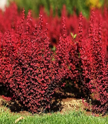 🌿 Барбарис "Venice" (Berberis thunbergii "Venice")