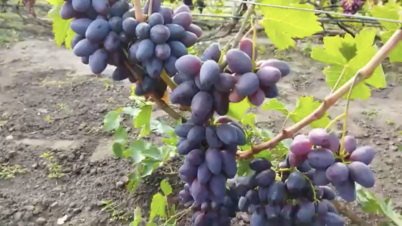 Виноград 