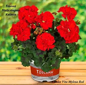 Пеларгонія зональна червоного кольору Dolce Vita Dark Red
