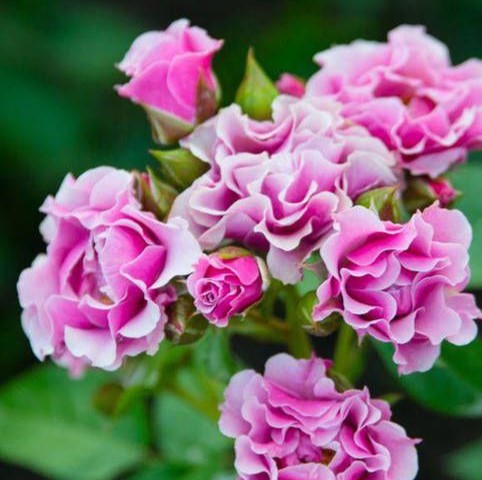 Санта Моніка (Santa Monica)