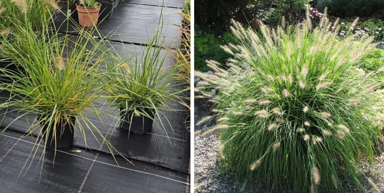 Пенісетум Хамельн