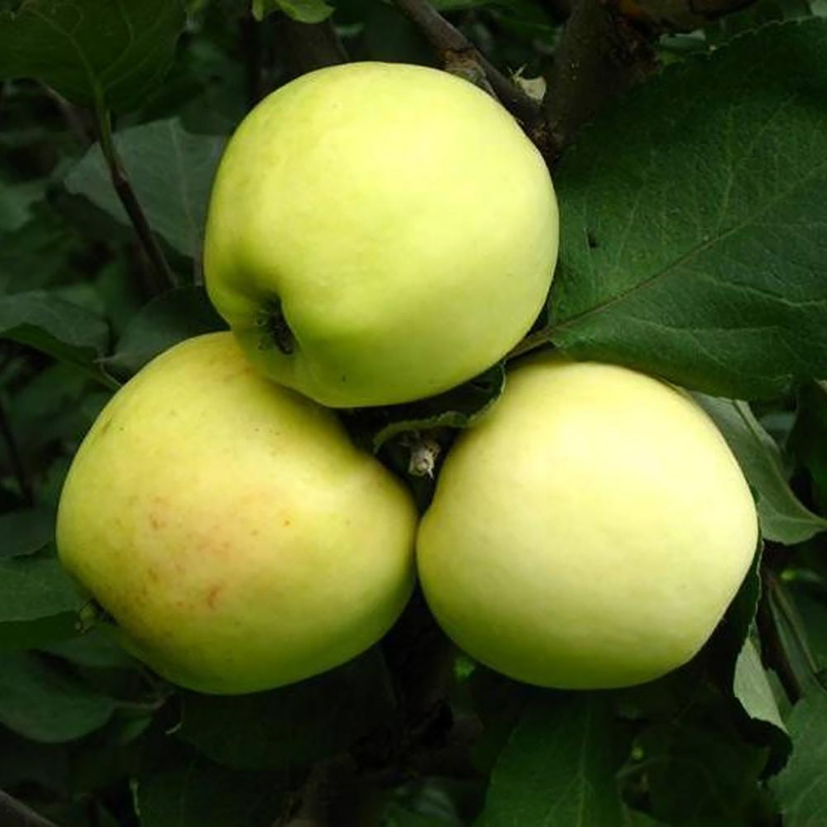 Яблуня Сніговий Кальвіль