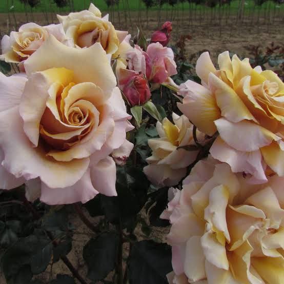 Меджик Момент (Magic Moment)