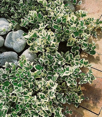 🌿 Бересклет Форчуна "Emerald Gaiety"