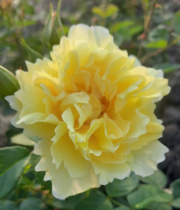 Гелб Дагмар Хастурп — Gelbe Dagmar Hastrup (ругоза)