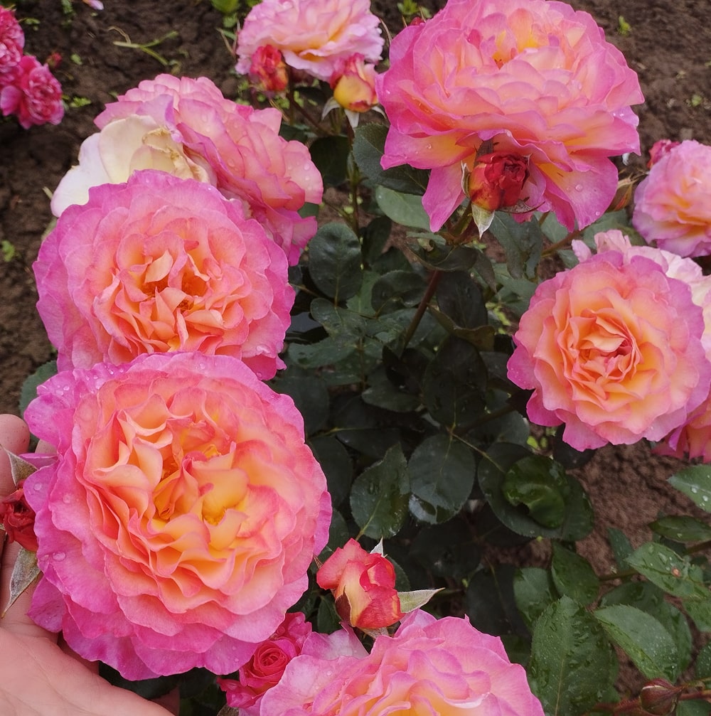 Горджес (Gorgeous)