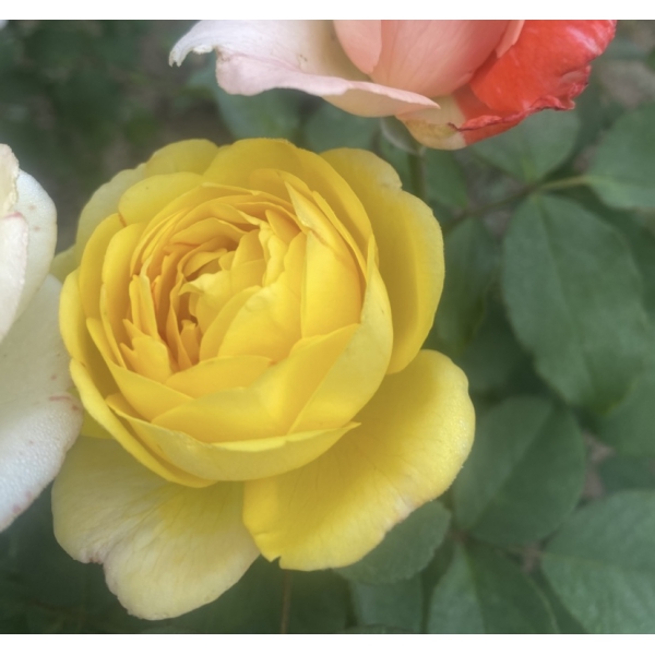 Пісня Канарки — Canary Song