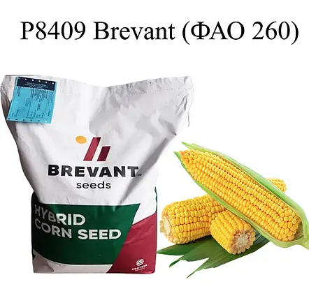 Насіння кукурудзи Р8409 Бревант ФАО 260 Кукурудза високої врожайності