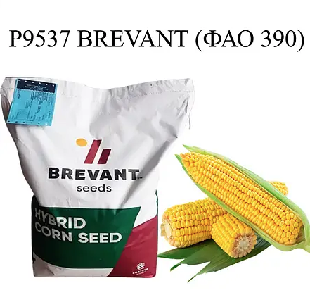 Насіння кукурудзи P9537 Бревант ФАО 390 Кукурудза високої врожайності
